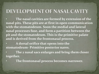 • The nasal cavities are formed by extension of the
nasal pits. These pits are at first in open communication
with the stomatodeum. Soon the medial and lateral
nasal processes fuse, and form a partition between the
pit and the stomatodeum. This is the primitive palate
and is derived from the frontonasal process.
• A dorsal orifice that opens into the
stomatodeum- Primitive posterior nares.
• The 2 nasal sacs enlarges and bring them closer
together.
• The frontonasal process becomes narrower.
 