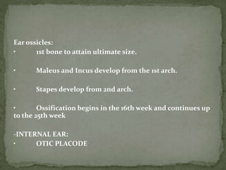 Ear ossicles:
• 1st bone to attain ultimate size.
• Maleus and Incus develop from the 1st arch.
• Stapes develop from 2nd arch.
• Ossification begins in the 16th week and continues up
to the 25th week
-INTERNAL EAR:
• OTIC PLACODE
 
