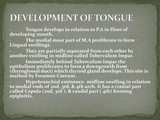 - Tongue develops in relation to P.A in floor of
developing mouth.
- The medial most part of M.A proliferate to form
Lingual swellings.
- They are partially separated from each other by
another swelling in midline called Tuberculum Impar.
- Immediately behind Tuberculum Impar the
epithelium proliferates to form a downgrowth from
(thyroglossal duct) which thyroid gland develops. This site is
marked by Foramen Caecum.
- Hypobranchial eminence- midline swelling in relation
to medial ends of 2nd, 3rd, & 4th arch. It has a cranial part
called Copula (2nd, 3rd ), & caudal part ( 4th) forming
epiglottis.
 