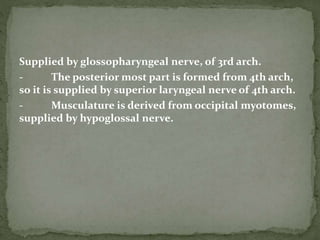 Supplied by glossopharyngeal nerve, of 3rd arch.
- The posterior most part is formed from 4th arch,
so it is supplied by superior laryngeal nerve of 4th arch.
- Musculature is derived from occipital myotomes,
supplied by hypoglossal nerve.
 