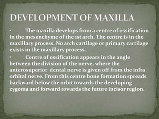 • The maxilla develops from a centre of ossification
in the mesenchyme of the 1st arch. The centre is in the
maxillary process. No arch cartilage or primary cartilage
exists in the maxillary process.
• Centre of ossification appears in the angle
between the division of the nerve, where the
anterosuperior dental nerve is given off from the infra
orbital nerve. From this centre bone formation spreads
backward below the orbit towards the developing
zygoma and forward towards the future incisor region.
 