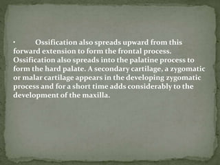 • Ossification also spreads upward from this
forward extension to form the frontal process.
Ossification also spreads into the palatine process to
form the hard palate. A secondary cartilage, a zygomatic
or malar cartilage appears in the developing zygomatic
process and for a short time adds considerably to the
development of the maxilla.
 