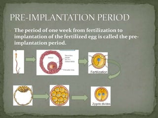 - The period of one week from fertilization to
implantation of the fertilized egg is called the pre-
implantation period.
 