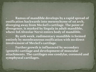 - Ramus of mandible develops by a rapid spread of
ossification backwards into mesenchyme of 1st arch,
diverging away from Meckel’s cartilage. The point of
divergence, is marked by lingula in adult mandible,
where Inf.Alveolar Nerve enters body of mandible.
- By 10th week, rudimentary mandible is formed
entirely by membraneous ossification with no direct
involvement of Meckel’s cartilage.
- Further growth is influenced by secondary
(growth) cartilage and development of muscular
attachments. The cartilages one condylar, coronoid and
symphyseal cartilages.
 