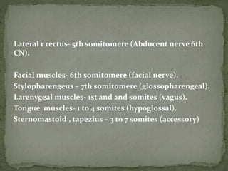 Lateral r rectus- 5th somitomere (Abducent nerve 6th
CN).
Facial muscles- 6th somitomere (facial nerve).
Stylopharengeus – 7th somitomere (glossopharengeal).
Larenygeal muscles- 1st and 2nd somites (vagus).
Tongue muscles- 1 to 4 somites (hypoglossal).
Sternomastoid , tapezius – 3 to 7 somites (accessory)
 