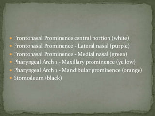  Frontonasal Prominence central portion (white)
 Frontonasal Prominence - Lateral nasal (purple)
 Frontonasal Prominence - Medial nasal (green)
 Pharyngeal Arch 1 - Maxillary prominence (yellow)
 Pharyngeal Arch 1 - Mandibular prominence (orange)
 Stomodeum (black)
 