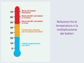 Relazione fra la temperatura e la moltiplicazione dei batteri  