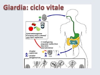 4 haccprischiobiologico