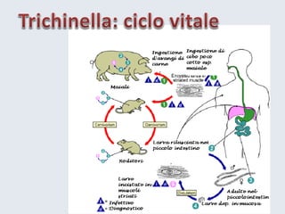 4 haccprischiobiologico