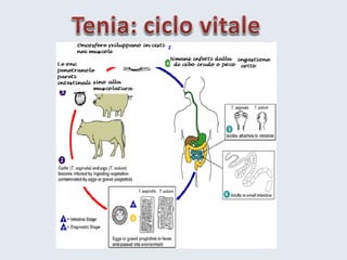 4 haccprischiobiologico