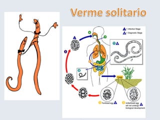 4 haccprischiobiologico