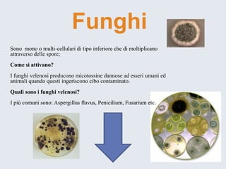 Sono mono o multi-cellulari di tipo inferiore che di moltiplicano attraverso delle spore; 
Come si attivano? 
I funghi velenosi producono micotossine dannose ad esseri umani ed animali quando questi ingeriscono cibo contaminato. 
Quali sono i funghi velenosi? 
I più comuni sono: Aspergillus flavus, Penicilium, Fusarium etc. 
Funghi  