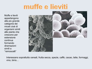 Muffe e lieviti 
appartengono 
alla più grande 
categoria dei 
miceti cioè di 
organismi simili 
alle piante che 
crescono per 
estensione 
continua 
formando 
diramazioni 
simili a 
“ramoscelli” 
Interessano soprattutto cereali, frutta secca, spezie, caffè, cacao, latte, formaggi, 
vino, birra… 
 