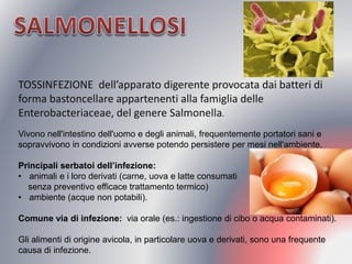 TOSSINFEZIONE dell’apparato digerente provocata dai batteri di forma bastoncellare appartenenti alla famiglia delle Enterobacteriaceae, del genere Salmonella. 
Vivono nell'intestino dell'uomo e degli animali, frequentemente portatori sani e 
sopravvivono in condizioni avverse potendo persistere per mesi nell'ambiente. 
Principali serbatoi dell’infezione: 
•animali e i loro derivati (carne, uova e latte consumati 
senza preventivo efficace trattamento termico) 
•ambiente (acque non potabili). 
Comune via di infezione: via orale (es.: ingestione di cibo o acqua contaminati). 
Gli alimenti di origine avicola, in particolare uova e derivati, sono una frequente causa di infezione.  