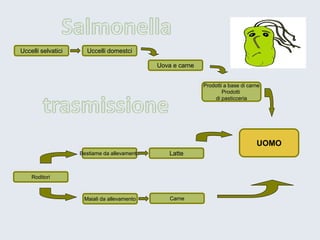 Uccelli selvatici 
Bestiame da allevamento 
Roditori 
Maiali da allevamento 
Carne 
Latte 
Uova e carne 
Uccelli domestci 
UOMO 
Prodotti a base di carne 
Prodotti 
di pasticceria  
