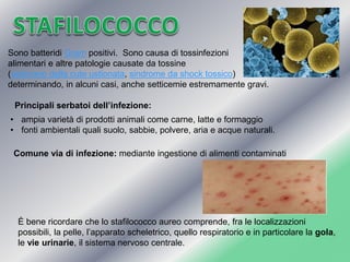 Sono batteridiGrampositivi. Sono causa di tossinfezioni 
alimentarie altre patologie causate da tossine 
(sindrome della cute ustionata,sindrome da shock tossico) 
determinando, in alcuni casi, anche setticemie estremamente gravi. 
•ampia varietà di prodotti animali come carne, latte e formaggio 
•fonti ambientali quali suolo, sabbie, polvere, aria e acque naturali. 
Principali serbatoi dell’infezione: 
Comune via di infezione: mediante ingestione di alimenti contaminati 
È bene ricordare che lo stafilococco aureo comprende, fra le localizzazioni possibili, la pelle, l’apparato scheletrico, quello respiratorio e in particolare lagola, levie urinarie, il sistema nervoso centrale.  