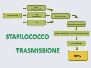 UOMO 
Conservato impropriamente 
I batteri si moltiplicano e producono tossine nel cibo 
Persona malata 
Cibo contaminato 
Cibo contaminato 
Naso 
(mucosa nasale) 
Pelle 
(ferite infette) 
Mani  
