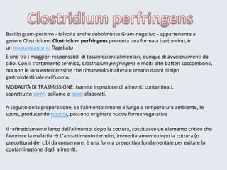 Bacillo gram-positivo -talvolta anche debolmente Gram-negativo -appartenente al genere Clostridium; Clostridium perfringens presenta una forma a bastoncino, è unmicroorganismoflagellato 
È uno tra i maggiori responsabili di tossinfezioni alimentari, dunque di avvelenamenti da cibo. Con il trattamento termico,Clostridium perfringense molti altri batteri soccombono, ma non le loro enterotossine che rimanendo inalterate creano danni di tipo gastrointestinale nell'uomo. 
MODALITÀ DI TRASMISSIONE: tramite ingestione di alimenti contaminati, soprattuttocarni, pollame epescielaborati. 
A seguito della preparazione, se l'alimento rimane a lungo a temperatura ambiente, le spore, producendotossine, possono originare nuove forme vegetative 
Il raffreddamento lento dell'alimento, dopo la cottura, costituisce un elemento critico che favorisce la malattia → L'abbattimento termico, immediatamente dopo la cottura (o precottura) dei cibi da conservare, è una forma preventiva fondamentale per evitare la contaminazione degli alimenti.  