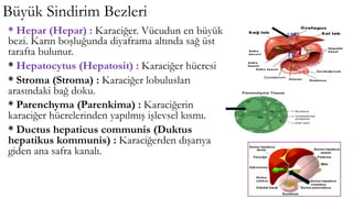 Büyük Sindirim Bezleri
* Hepar (Hepar) : Karaciğer. Vücudun en büyük
bezi. Karın boşluğunda diyaframa altında sağ üst
tarafta bulunur.
* Hepatocytus (Hepatosit) : Karaciğer hücresi
* Stroma (Stroma) : Karaciğer lobulusları
arasındaki bağ doku.
* Parenchyma (Parenkima) : Karaciğerin
karaciğer hücrelerinden yapılmış işlevsel kısmı.
* Ductus hepaticus communis (Duktus
hepatikus kommunis) : Karaciğerden dışarıya
giden ana safra kanalı.
 