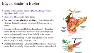 Büyük Sindirim Bezleri
• Vesica fellea, vesica biliaris (Vezika fella, vezika
bilyaris) : Safra kesesi
• Cholecyst (Kolesist): Safra kesesi
• Ductus cysticus (Duktus sistikus) : Safra kesesinden
çıkan ve duktus hepatikus kommunisle birleşen safra
kanalı.
• Ductus choledocus (Duktus koledokus) : Koledok
kanalı. Duktus hepatikus ile duktus sistikus birleştikten
sonra, safrayı doudenuma akıtan büyük safra kanalı.
• Pancreas (Pankreas) : Karın boşluğunda yatay olarak
uzanan, dış ve iç salgı salgılayan bez.
• Ductus pancreticus (Duktus pankreatikus) : Pankreas
kanalı. Pankreasın dış salgısının duoedonuma akıtan kanal.
 