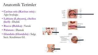 Anatomik Terimler
• Cavitas oris (Kavitas oris) :
Ağız boşluğu
• Labium (Labyum), cheilos
(keil) : Dudak
• Bucca (Bukka) : Yanak
• Palatum : Damak
• Glandula (Glandula) : Salgı
bezi. Kısaltması Gl.
 