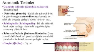 Anatomik Terimler
• Glandula salivaria (Glandula salivarya) :
Tükürük bezi
* Parotidea (Parotis) : Kulak altı tükürük bezi.
Alt çene kemiğinin (mandibula) arkasında ve
kulak altı bölgede yerleşik büyük tükürük bezi.
• Sublingualis (Sublingualis) : Dil altı tükürük
bezi. Ağız boşluğu tabanında bağ doku içine
yerleşmiş tükürük bezi.
• Submandibularis (Submandibularis) : Çene
altı tükürük bezi. Alt çene kemiğinin altında iki
yanda deri ile kemik arasına yerleşik bezler.
• Gingiva (Jinjiva) : Diş eti.
 