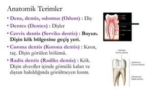 Anatomik Terimler
• Dens, dentis, odontus (Odont) : Diş
• Dentes (Dentes) : Dişler
• Cervix dentis (Serviks dentis) : Boyun.
Dişin kök bölgesine geçiş yeri.
• Corona dentis (Korona dentis) : Kron,
taç. Dişin görülen bölümü.
• Radix dentis (Radiks dentis) : Kök.
Dişin alveoller içinde gömülü kalan ve
dıştan bakıldığında görülmeyen kısım.
 