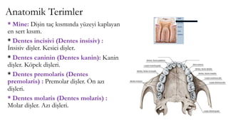 Anatomik Terimler
* Mine: Dişin taç kısmında yüzeyi kaplayan
en sert kısım.
* Dentes incisivi (Dentes insisiv) :
İnsisiv dişler. Kesici dişler.
* Dentes caninin (Dentes kanin): Kanin
dişler. Köpek dişleri.
* Dentes premolaris (Dentes
premolaris) : Premolar dişler. Ön azı
dişleri.
* Dentes molaris (Dentes molaris) :
Molar dişler. Azı dişleri.
 