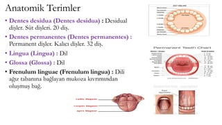 Anatomik Terimler
• Dentes desidua (Dentes desidua) : Desidual
dişler. Süt dişleri. 20 diş.
• Dentes permanentes (Dentes permanentes) :
Permanent dişler. Kalıcı dişler. 32 diş.
• Lingua (Lingua) : Dil
• Glossa (Glossa) : Dil
• Frenulum linguae (Frenulum lingua) : Dili
ağız tabanına bağlayan mukoza kıvrımından
oluşmuş bağ.
 