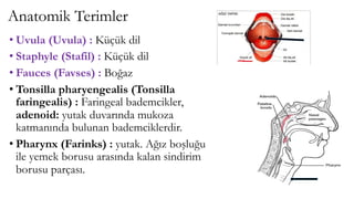Anatomik Terimler
• Uvula (Uvula) : Küçük dil
• Staphyle (Stafil) : Küçük dil
• Fauces (Favses) : Boğaz
• Tonsilla pharyengealis (Tonsilla
faringealis) : Faringeal bademcikler,
adenoid: yutak duvarında mukoza
katmanında bulunan bademciklerdir.
• Pharynx (Farinks) : yutak. Ağız boşluğu
ile yemek borusu arasında kalan sindirim
borusu parçası.
 