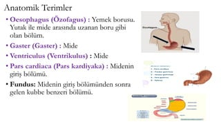 Anatomik Terimler
• Oesophagus (Özofagus) : Yemek borusu.
Yutak ile mide arasında uzanan boru gibi
olan bölüm.
• Gaster (Gaster) : Mide
• Ventriculus (Ventrikulus) : Mide
• Pars cardiaca (Pars kardiyaka) : Midenin
giriş bölümü.
• Fundus: Midenin giriş bölümünden sonra
gelen kubbe benzeri bölümü.
 