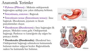 Anatomik Terimler
* Pylorus (Pilorus) : Midenin onikiparmak
bağırsağına açıldığı yere yakın dallaşmış bölümü.
* İntestinum, enteron : Bağırsak
* İntestinum tenue (İntestinum tenue) : İnce
bağırsak. Duodenum, jejunum ve ileum
parçalarından oluşur.
* Duodenum (Duodenum) : İnce bağırsağın ilk
parçası. Mideden sonra gelir. Onikiparmak
bağırsağı. Pankreas ve karaciğerin dış salgısı bu
parçaya akıtılır.
* Duodenalis (Duodenalis) : Duodenal bez.
Onikiparmak bağırsağı submukoza katmanında
bulunan mukus salgıyan bezler. Bağırsaklarda
sadece bu katmanda bez bulunur.
 
