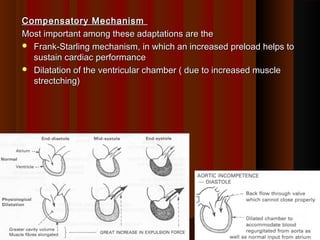 Compensatory MechanismCompensatory Mechanism
Most important among these adaptations are theMost important among these adaptations are the
 Frank-Starling mechanism, in which an increased preload helps toFrank-Starling mechanism, in which an increased preload helps to
sustain cardiac performancesustain cardiac performance
 Dilatation of the ventricular chamber ( due to increased muscleDilatation of the ventricular chamber ( due to increased muscle
strectching)strectching)
33
 