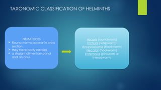 Threadworm Taxonomy Comprehensive Taxonomic Classification and Impact of Helminths | PPTX
