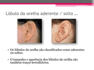 Lóbulo da orelha aderente / solto …




• Os lóbulos da orelha são classificados como aderentes
  ou soltos.

• O tamanho e aparência dos lóbulos da orelha são
  também traços hereditários.
 