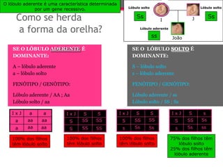 O lóbulo aderente é uma característica determinada
                                                          Lóbulo solto                              Lóbulo solto
              por um gene recessivo.

     Como se herda                                            Ss
                                                                              I                 J        Ss

     a forma da orelha?                                           Lóbulo aderente

                                                                         ss         João

    SE O LÓBULO ADERENTE É                                  SE O LÓBULO SOLTO É
    DOMINANTE:                                              DOMINANTE:

    A – lóbulo aderente                                     S – lóbulo solto
    a – lóbulo solto                                        s – lóbulo aderente

    FENÓTIPO / GENÓTIPO:                                    FENÓTIPO / GENÓTIPO:

    Lóbulo aderente / AA ; Aa                               Lóbulo aderente / ss
    Lóbulo solto / aa                                       Lóbulo solto / SS ; Ss

   IxJ     a     a         IxJ     S     S           IxJ      S          S          IxJ     S        s
     a    aa    aa           S    SS    SS            S      SS       SS              S    SS       Ss
     a    aa    aa           S    SS    SS            s      Ss       Ss              s    Ss       ss

   100% dos filhos         100% dos filhos           100% dos filhos                75% dos filhos têm
   têm lóbulo solto        têm lóbulo solto          têm lóbulo solto                   lóbulo solto
                                                                                    25% dos filhos têm
                                                                                      lóbulo aderente
 