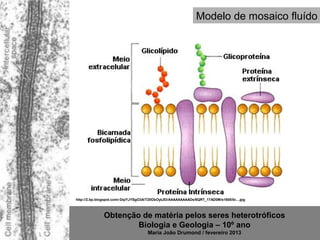Modelo de mosaico fluído




http://2.bp.blogspot.com/-DqiYJYSgO3A/T20ObOytJEI/AAAAAAAAADs/6QRT_17AD0M/s1600/bi....jpg



              Obtenção de matéria pelos seres heterotróficos
                      Biologia e Geologia – 10º ano
                                     Maria João Drumond / fevereiro 2013
 