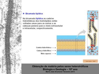 Obtenção de matéria pelos seres heterotróficos
        Biologia e Geologia – 10º ano
           Maria João Drumond / fevereiro 2013
 