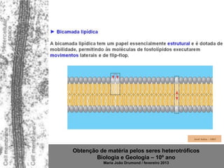 Obtenção de matéria pelos seres heterotróficos
        Biologia e Geologia – 10º ano
           Maria João Drumond / fevereiro 2013
 