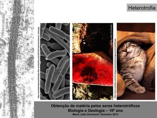 http://considereapossibilidade.files.wordpress.com/2012/01/escherichiacoli_niaid.jpg




                                                                                                                                                     Maria João Drumond
Maria João Drumond / fevereiro 2013                                                    http://www.icartoes.com.br/categorias/animais/imagens/animais028.jpg
                                              Biologia e Geologia – 10º ano
                                      Obtenção de matéria pelos seres heterotróficos
                                                                                                                                                                              Heterotrofia
 