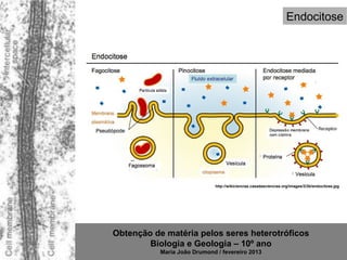Endocitose




                             http://wikiciencias.casadasciencias.org/images/3/3b/endocitose.jpg




Obtenção de matéria pelos seres heterotróficos
        Biologia e Geologia – 10º ano
           Maria João Drumond / fevereiro 2013
 