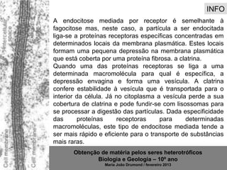 INFO
A endocitose mediada por receptor é semelhante à
fagocitose mas, neste caso, a partícula a ser endocitada
liga-se a proteínas receptoras específicas concentradas em
determinados locais da membrana plasmática. Estes locais
formam uma pequena depressão na membrana plasmática
que está coberta por uma proteína fibrosa. a clatrina.
Quando uma das proteínas receptoras se liga a uma
determinada macromolécula para qual é específica, a
depressão envagina e forma uma vesícula. A clatrina
confere estabilidade à vesícula que é transportada para o
interior da célula. Já no citoplasma a vesícula perde a sua
cobertura de clatrina e pode fundir-se com lisossomas para
se processar a digestão das partículas. Dada especificidade
das      proteínas     receptoras     para     determinadas
macromoléculas, este tipo de endocitose mediada tende a
ser mais rápido e eficiente para o transporte de substâncias
mais raras.
       Obtenção de matéria pelos seres heterotróficos
               Biologia e Geologia – 10º ano
                  Maria João Drumond / fevereiro 2013
 
