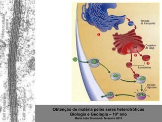 Obtenção de matéria pelos seres heterotróficos
        Biologia e Geologia – 10º ano
           Maria João Drumond / fevereiro 2013
 