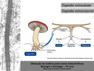 Digestão extracelular
                                           Digestão extracorporal




               http://www.netxplica.com/figuras_netxplica/exanac/porto.editora/digestao.cogumelo.1.png




Obtenção de matéria pelos seres heterotróficos
        Biologia e Geologia – 10º ano
           Maria João Drumond / fevereiro 2013
 
