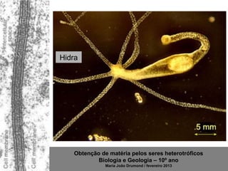 Hidra




   Obtenção de matéria pelos seres heterotróficos
           Biologia e Geologia – 10º ano
              Maria João Drumond / fevereiro 2013
 