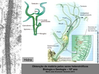 https://sites.google.com/site/correiamiguel25/cnidrios1.jpg8
Hidra
        Obtenção de matéria pelos seres heterotróficos
                Biologia e Geologia – 10º ano
                   Maria João Drumond / fevereiro 2013
 