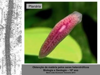 Planária




  Obtenção de matéria pelos seres heterotróficos
          Biologia e Geologia – 10º ano
             Maria João Drumond / fevereiro 2013
 