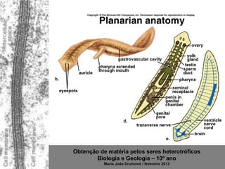 Obtenção de matéria pelos seres heterotróficos
        Biologia e Geologia – 10º ano
           Maria João Drumond / fevereiro 2013
 