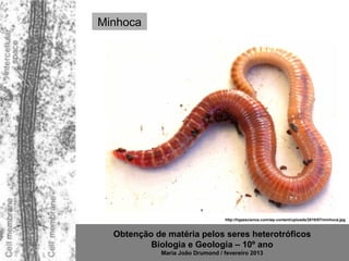 Minhoca




                                  http://hypescience.com/wp-content/uploads/2010/07/minhoca.jpg



  Obtenção de matéria pelos seres heterotróficos
          Biologia e Geologia – 10º ano
             Maria João Drumond / fevereiro 2013
 