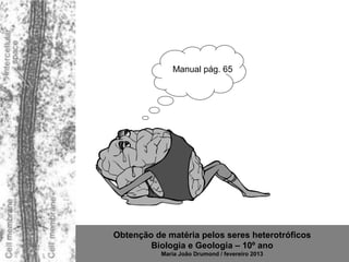 Manual pág. 65




Obtenção de matéria pelos seres heterotróficos
        Biologia e Geologia – 10º ano
           Maria João Drumond / fevereiro 2013
 